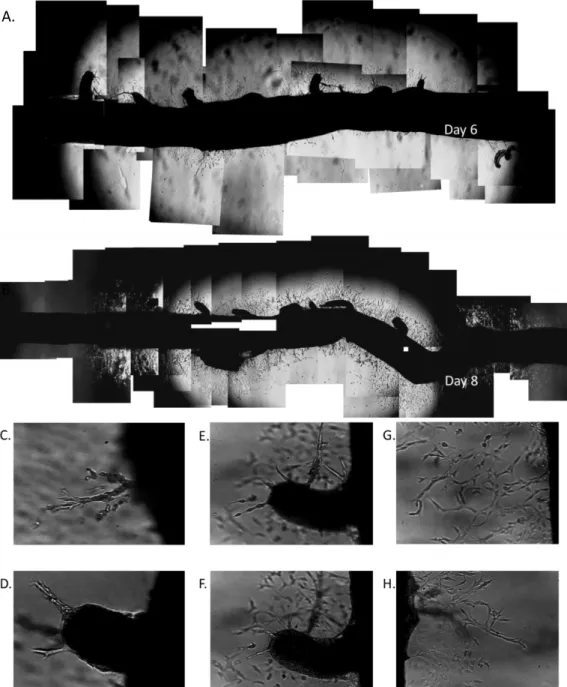 Figure D.3. The PVEB mouse aorta angiogenesis assay absent flow. Aortas, housed in the PVEB without flow, produced angio-   