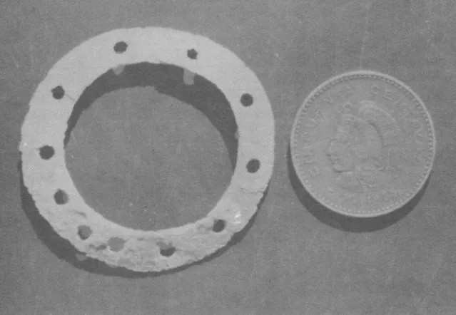 Fig.  7.  Ring-shaped  shell  ornament  shortly  after  excavation  (the  coin  is  3.2  em  diameter)