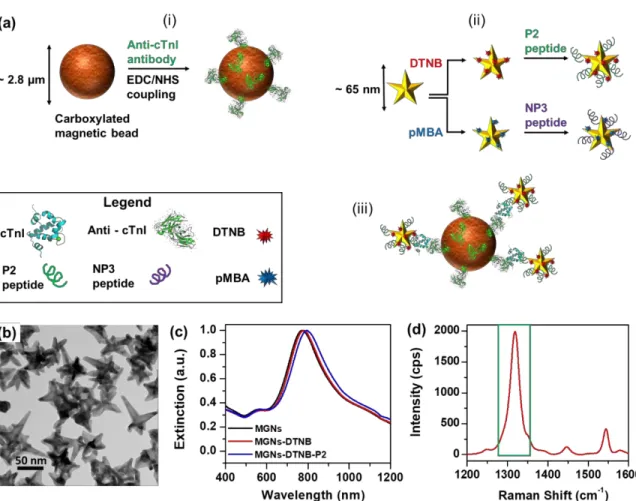 Figure 2.2. (a) Schematic representing synthesis of capture and detection probes. (i) Magnetic microbeads  are functionalized with polyclonal antibodies (ii) GNSs are conjugated with Raman reporters and targeting