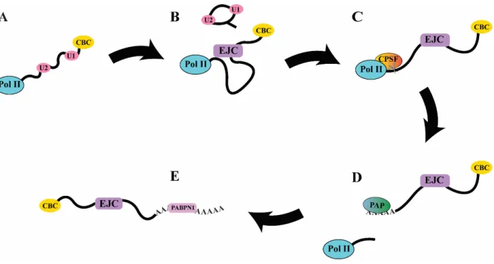 Figure 1.1 – mRNA Processing 