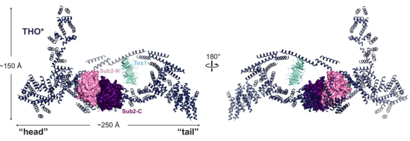 Figure 1.3 – Structure of Yeast THO bound to UAP56 Homolog Sub2 