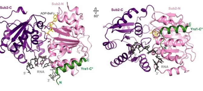 Figure 1.4 – Structure of Sub2 with Yra1 