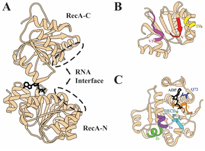 Figure 1.5 – The Structure of UAP56 