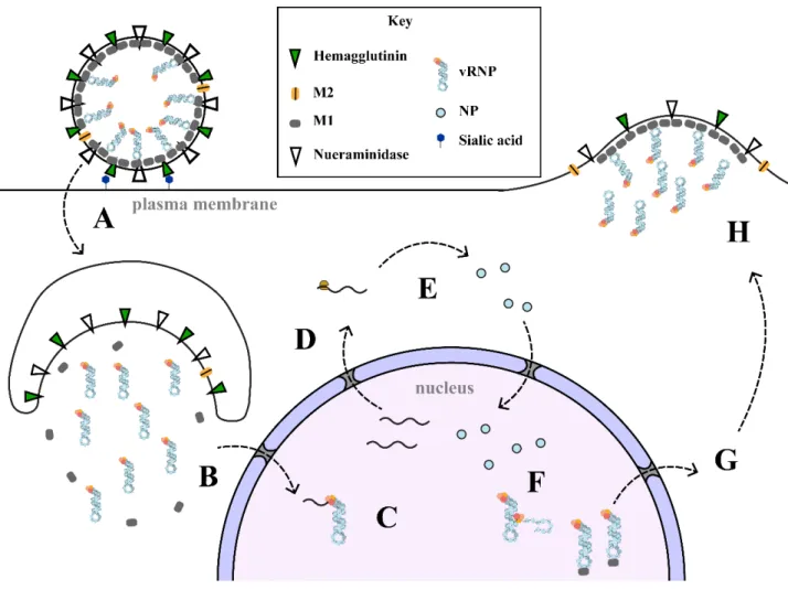 Figure 1.7 – The Simplified Influenza Lifecycle 