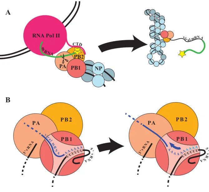 Figure 1.8 – Viral Transcription 