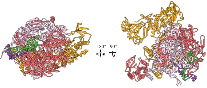 Figure 1.9 – Crystal Structure of Viral Polymerase in Pre-initiation State 