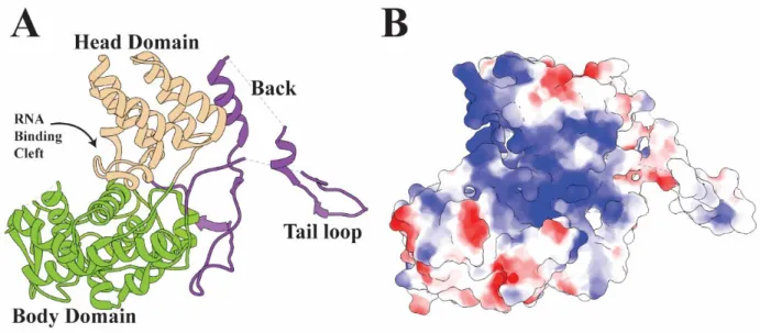 Figure 1.11 – The Structure of NP 
