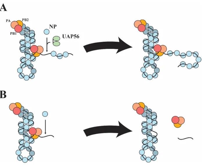 Figure 1.12 – Influenza Viral Replication 