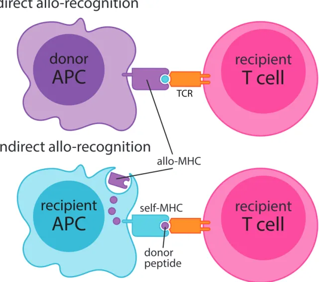 Figure 1.1. Mechanisms of direct and indirect allorecognition by recipient T cells.   