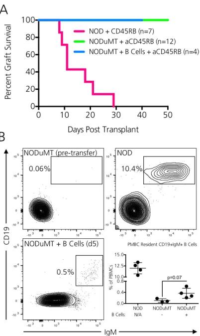 Figure 2.3. Complementation of NODμMT mice with NOD B cells fails to break tolerance  induction