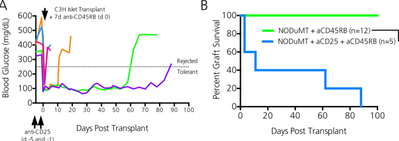 Figure  2.7.  Early  CD4  Treg  depletion  in  NODμMT  mice  impedes  transplant  tolerance  induction