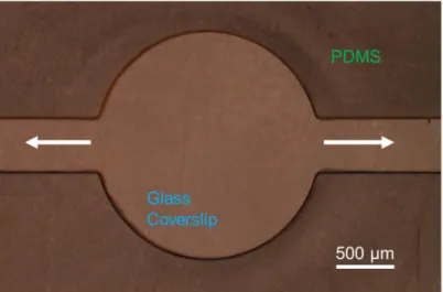 Figure 4.1. Optical image of the PDMS open channel layer with two symmetric suction channels  and a center region for retina placement