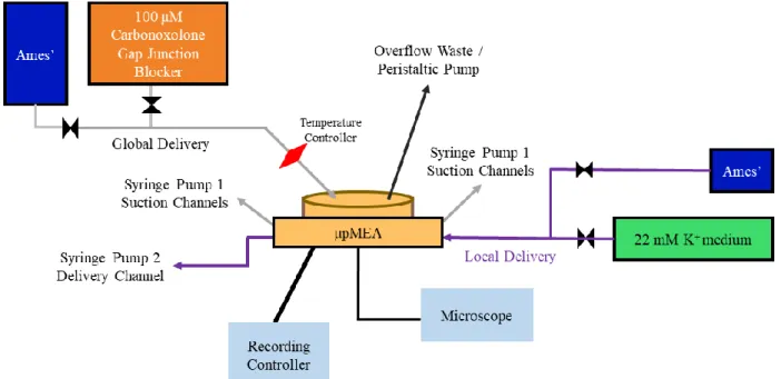 Figure A1. μpMEA set up for electrophysiology experiments. 
