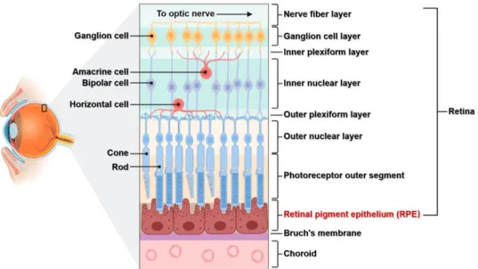 Figure 1.3. The structure of the retina. When light enter the eye, it travels through all these layers  to stimulate the retina