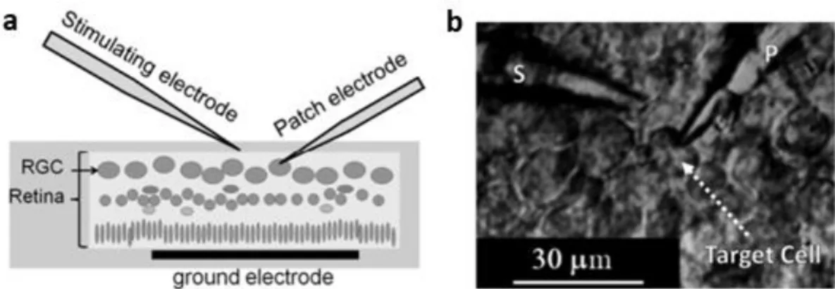 Figure 4.6. Patch Clamping Electrophysiology Technique.  a. Schematic diagram of stimulation  and recording in-vitro patch-clamp from RGCs in retinal tissue