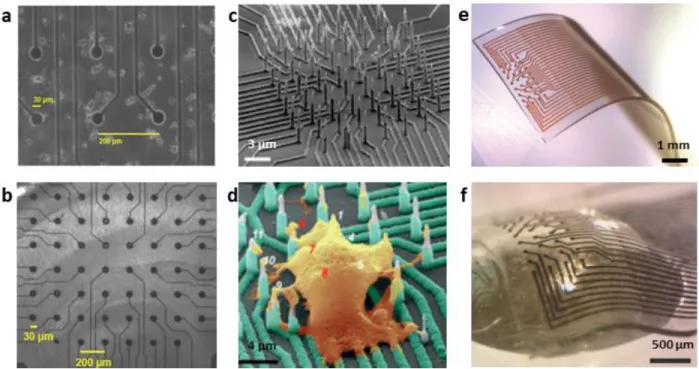 Figure  1.7.  Comparison  of  Micro-Electrode  Arrays.  a-b.  Planar  MultiChannel  Systems  MEAs  containing an array of 30 μm electrodes with an interelectrode separation of 200 μm culturing rat  cortical neurons (top) and rat hippocampal slice (bottom) 
