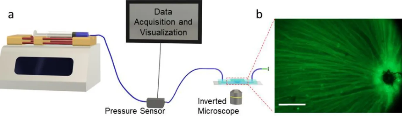 Figure 2.4. a. Schematic of the experimental set up used to measure the pressure differential from  the microfluidic platform with agarose resistance matrix, and to monitor dynamic changes in RGCs  Ca 2+  intracellular markers