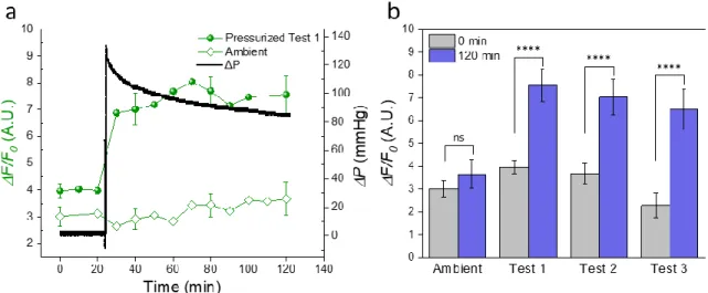 Figure 5.10. a. Representative trace showing ΔF/F 0  of ambient and elevated pressure studies of  RGCs  with  Ca 2+  intracellular  dye  Fluo4-AM