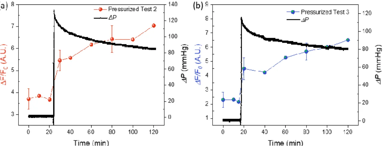 Figure 2.11.  ΔF/F 0  of elevated pressure studies of RGCs with Ca 2+  intracellular dye Fluo4-AM