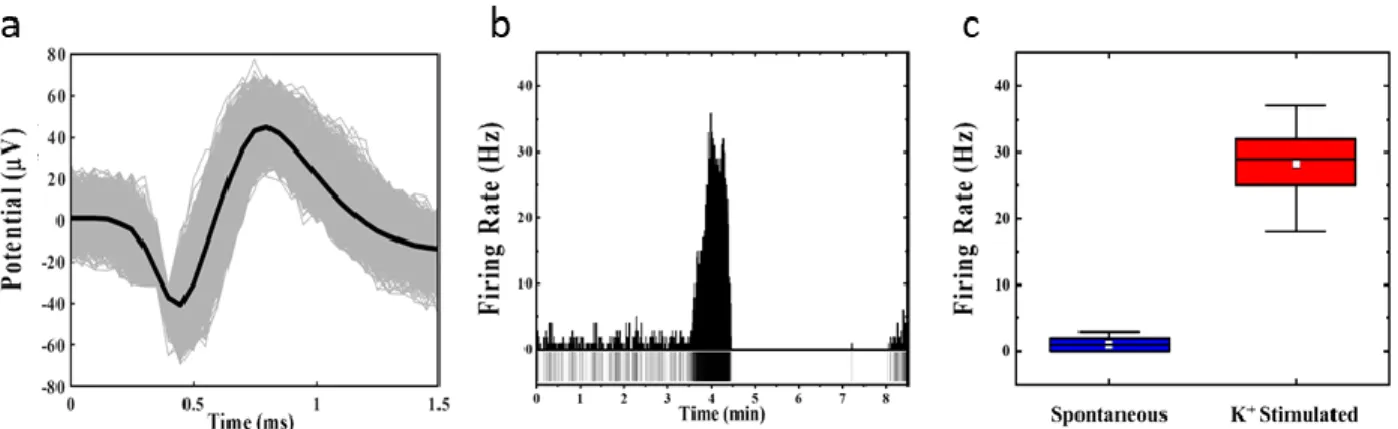 Figure  3.13.  Standard  K +   Retina  Experiment  Using  Commercial  60pMEA.  a.  Typical  biphasic  spiking waveform