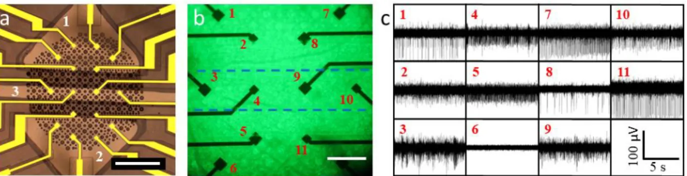 Figure 3.18. Updated μpMEA  design with a delivery channel. a. Optical image of the final version  of μpMEA