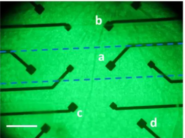 Figure  3.22.  Fluorescent  image  of  THY1.2-YFP  retina  with  labeled  electrodes  and  delivery  channel within the blue dash lines during baseline electrophysiology recordings