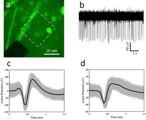 Figure 3.30. a. Confocal maximum projection image of a graphene electrode in close proximity  to  an  axon  bundle  and  a  soma  of  THY1.2-YFP