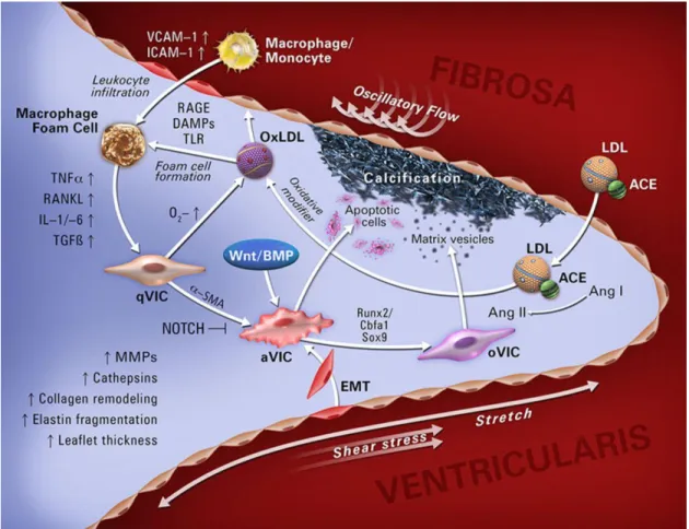 Figure 2.1. Overview of AV cellular and molecular pathophysiology. The aortic valve  controls blood flow from the left ventricle into systemic circulation