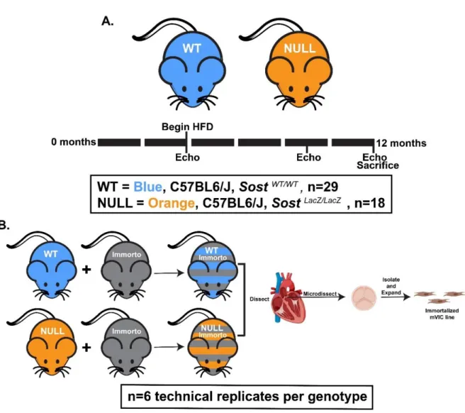 Figure 4.1. The effects of genetic ablation of the Sost gene, aging, and high-cholesterol diet  were assessed using in vivo and in vitro models