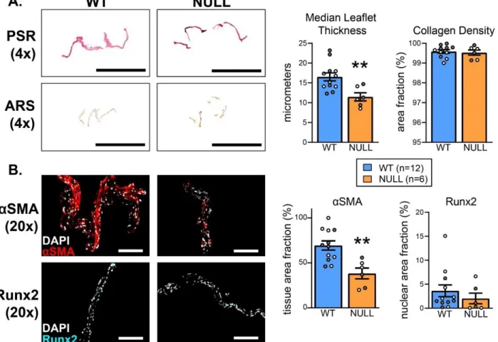 Figure 4.3. Sost knockout prevents early myofibroblast related AVS phenotype. A. 