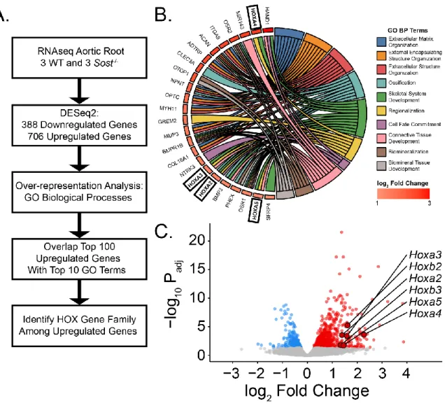 Figure 4.4. RNA sequencing of aortic roots shows over 1000 differentially regulated genes  and an increase in pan-Hox gene expression in NULL groups