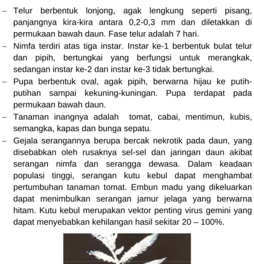 Gambar 3. Imago kutu kebul (B. tabaci) 