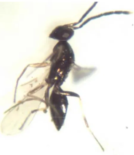 Gambar 14 . Parasitoid H. varicornis 