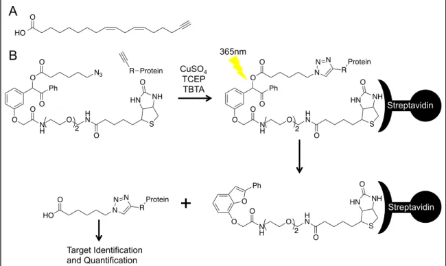 Figure  1. Click chemistry scheme for protein adduction. A) The structure of w-alkynyl linoleic  acid