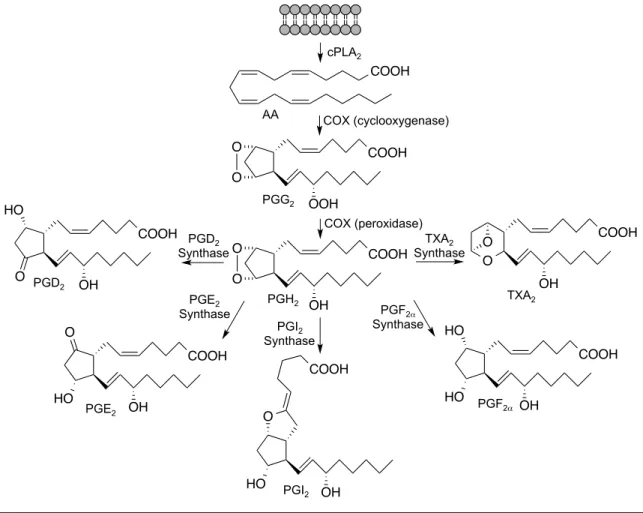 Figure  7. COX  metabolism of AA.  The COX  enzymes consist of  two  active sites that act on  free  AA  released  from  the  lipid  bilayer  by  cPLA 2 
