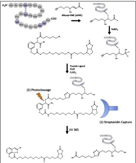 Figure  11.  Analysis  of  lipid  electrophile  adducted  proteins  using  click  chemistry,  affinity  purification, and UV-cleavable biotin