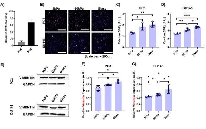 Figure 2. Effect of stiffness on intracellular calcium concentration and vimentin  expression