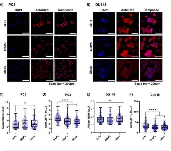 Figure 3. Effect of stiffness on EMT morphology in both PC3 and DU145 prostate  cancer cells