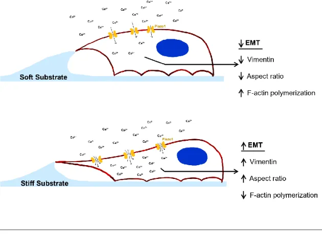 Figure  1.  Summary  of  the  effects  of  matrix  stiffness  on  EMT  progression  in  prostate cancer cells