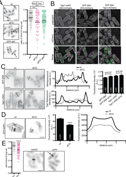 Figure 2.1. efr3∆ display off-center septa. (A, left) Representative images of indicated  strains stained for cell wall and nuclei