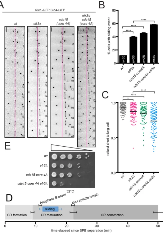 Figure 2.3. CRs slide in efr3∆. (A) Live-cell imaging of indicated strains expressing Rlc1- Rlc1-GFP and Sid4-Rlc1-GFP