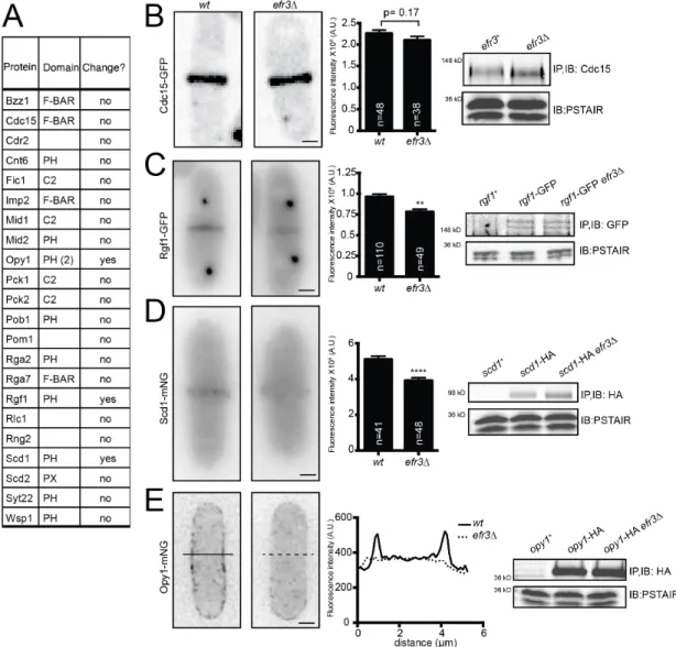 Figure 2.5. Localization of membrane-binding proteins in efr3∆. (A) List of proteins  tagged with GFP or mNG and screened for differences in protein localization in efr3∆ 