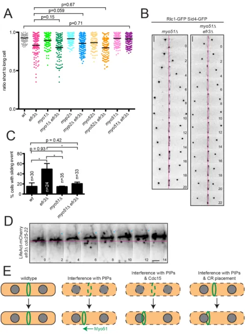 Figure 2.7. efr3∆ CR sliding events depend on Myo51. (A) Quantification of off-center  septa