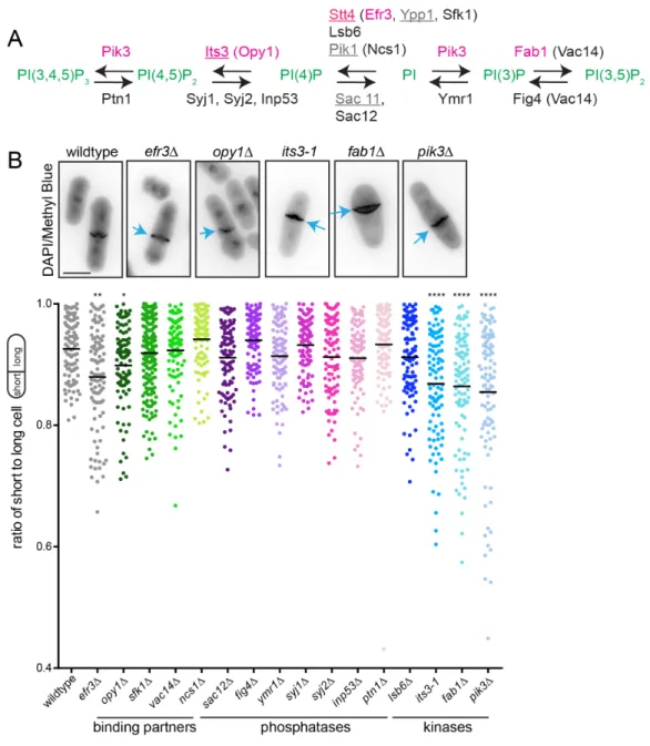 Figure 3.1. Analysis of septum placement in gene deletions of PIP regulators. (A)  Schematic of the S
