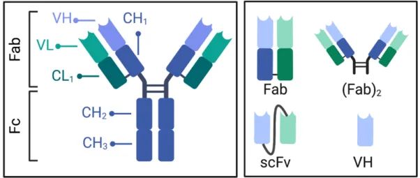Figure 1. Structures of a full-length IgG antibody and antibody fragment types. 