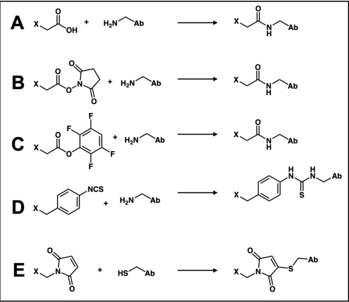 Figure 3. The commonly used bioconjugation reactions for antibody modifications. 
