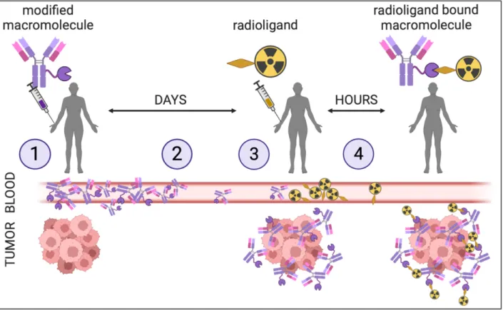 Figure 4. Illustration of the four steps of the pretargeting approach. The administration  of the modified molecule such as a full-length antibody (1) and its accumulation to the  target site over a several days (2)