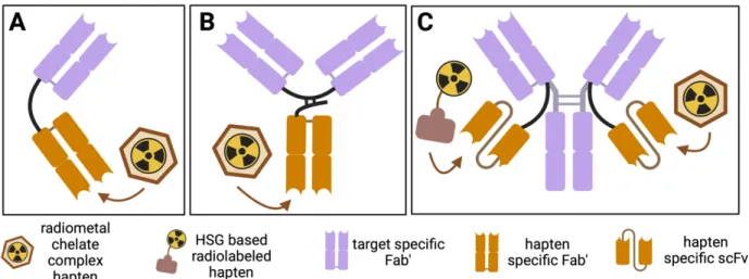 Figure 5. The structure of the bispecific antibody (bsAb) constructs and the hapten  molecules for pretargeted nuclear medicine