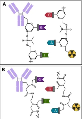 Figure 7. Oligonucleotide pretargeting agents. The morpholino oligomer (MORF)  modified antibody and radioligand (A) and peptide nucleic acid (PNA) modified antibody 