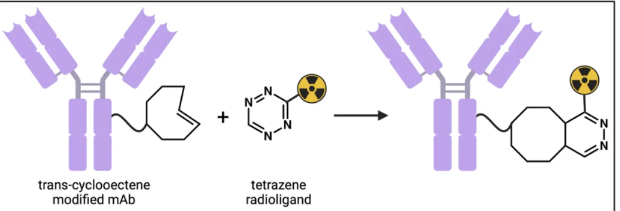 Figure 8. The inverse-electron demand Diels-Alder (IEDDA) click reaction interaction  between the pretargeting agents